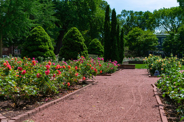 Roses and Plants at the Merrick Rose Garden in Evanston Illinois