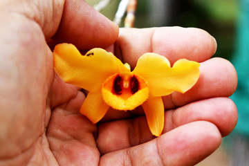 A beautiful yellow flower in a gentle left hand