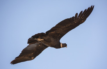 Condor en las altas cumbres