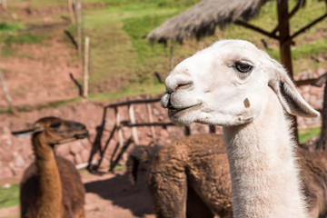 Obraz premium Close up of a white llama head with vicunya in the background