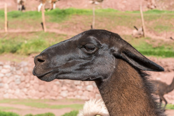 Fototapeta premium Close up of a brown vicunya head