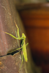 praying mantis 