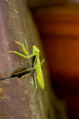 praying mantis 