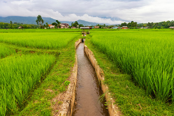 Irrigation canal in rice fields