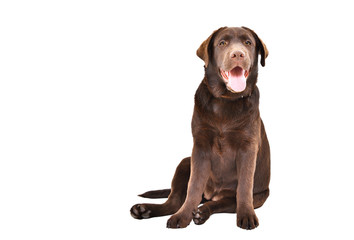 Cute Labrador puppy sitting isolated on a white background