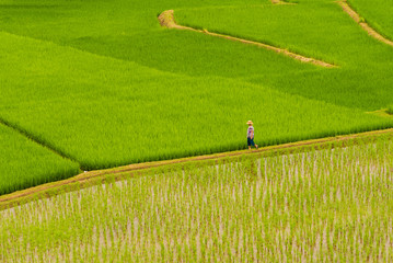 Farmer walking in green rice terrace
