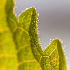 shiso leaf in close up