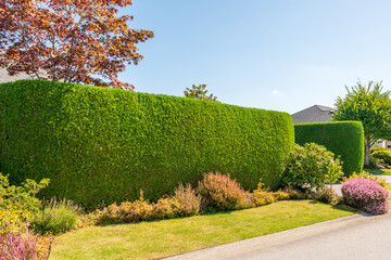 Green fence built from trees. Outdoor landscape. Security and privacy concept. Vancouver. Canada.