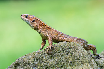 a Viviparous lizard - Zootoca vivipara