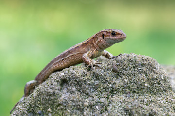 a Viviparous lizard - Zootoca vivipara