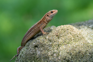 a Viviparous lizard - Zootoca vivipara