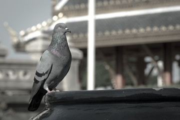 The pigeon.