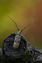 a longhorn beetle - Monochamus sartor