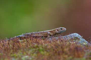 a Viviparous lizard - Zootoca vivipara