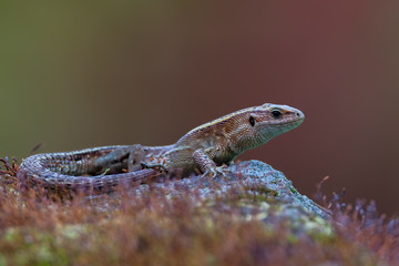 a Viviparous lizard - Zootoca vivipara