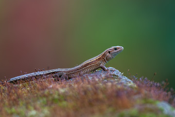 a Viviparous lizard - Zootoca vivipara