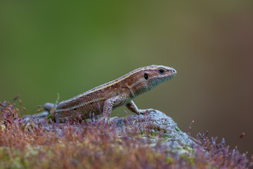 a Viviparous lizard - Zootoca vivipara