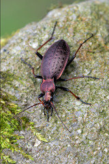 a ground beetle - Carabus linnei