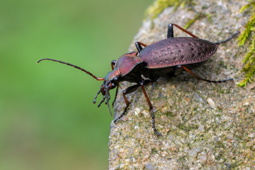 a ground beetle - Carabus linnei