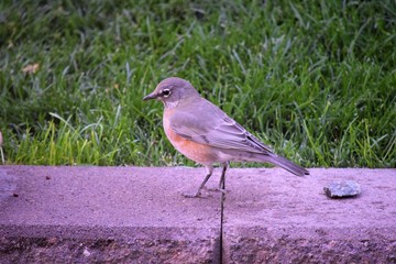 robin