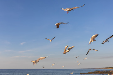 a flock of seagulls whirls in the sky above the sea and begs for food