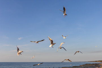 a flock of seagulls whirls in the sky above the sea and begs for food