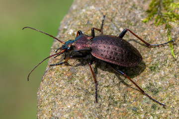 a ground beetle - Carabus linnei