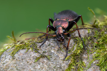 a ground beetle - Carabus linnei