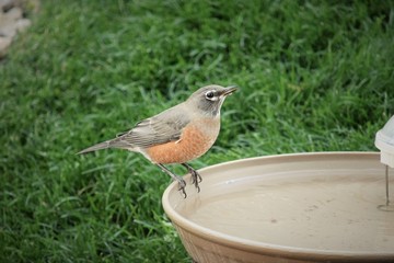 robin