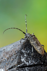 a longhorn beetle - Monochamus sartor