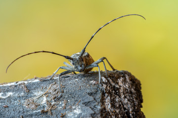 a longhorn beetle - Monochamus sartor