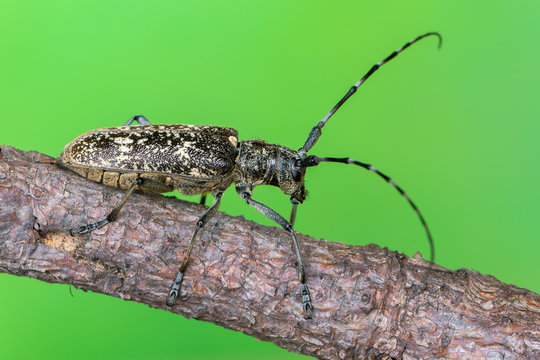 a longhorn beetle - Monochamus sartor