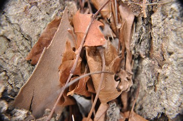 Leaves and bark upclose