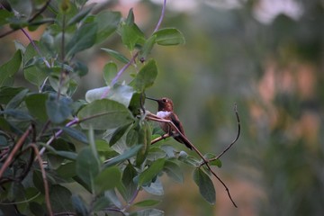 hummingbird