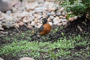 robin