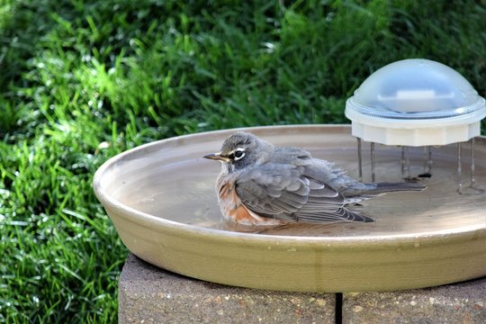 robin taking bath