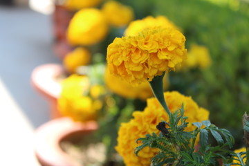 yellow flowers in the garden