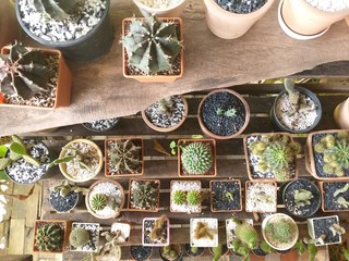 Decorate the garden in the house by planting cactus on a wooden floor. Top view