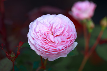english shrub pink Olivia rose Austin in garden