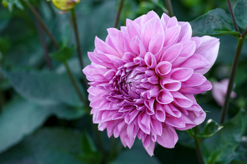 Beautiful pink dahlia Cotton candy flower blossoming in summer garden © Maksims