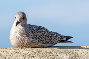 Obraz premium European herring gull