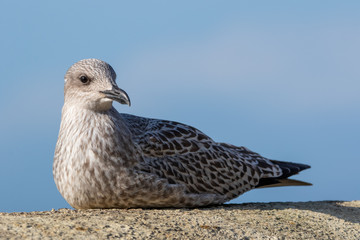 European herring gull