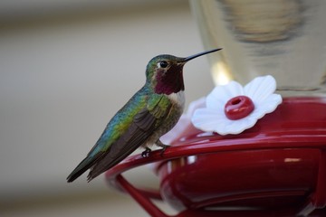hummingbird