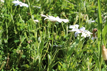 Fototapeta premium snowdrops in the forest