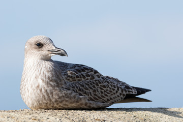 European herring gull