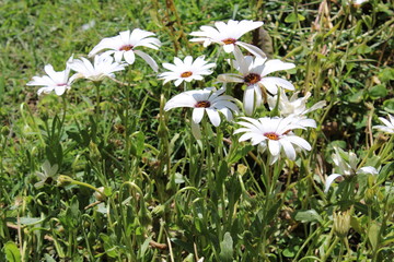 white flowers in the garden