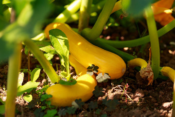 Yellow courgette, zucchini Shooting star variety plant in vegetable garden