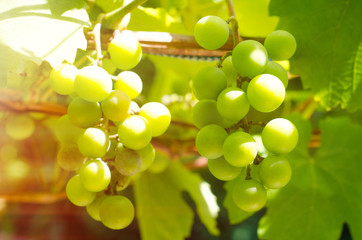 vine branch