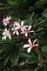 Temple tree flowers, Apocynaceae Frangipani or Plumeria 