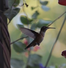 Fototapeta na wymiar hovering hummingbird